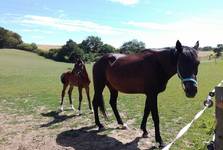 Jezdecká škola SVČ Majáku Vyškov ukončí svůj provoz